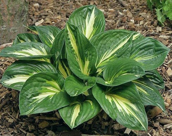 "Hosta 'Sting' displayed in a garden bed and highlighting it's dark green margin and off-white centre."