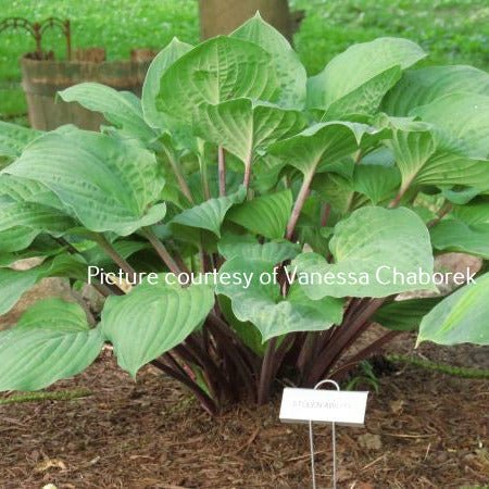 "Hosta 'Stolen Ability' in a garden setting displaying light green leaves and burgundy stems."