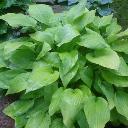 "Hosta 'Strawberry Parfait' displayed in a garden setting after an early Summer rain."