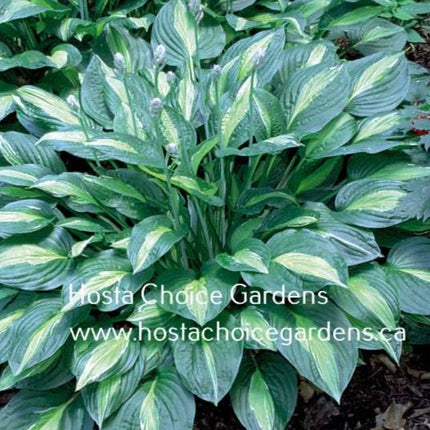 "Hosta 'Striptease' displayed in a garden setting and flirting it's soon to be gold centre against a dark green margin."
