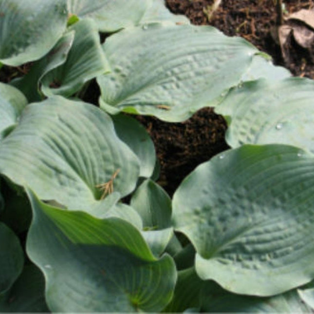 Hosta 'Subterranean Pool' featured in a close-up picture showing not only it's outstanding colour but also it leaf cupping."