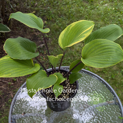 "Hosta 'Sugar Cookie' potted and sitting on a patio table displaying it's burgundy  leaf stems."
