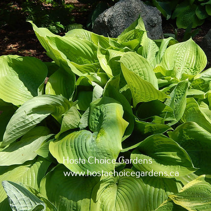 "Hosta 'Sum and Substance' on display at Hosta Choice Gardens and highlighting it's hugh light-green leaves."