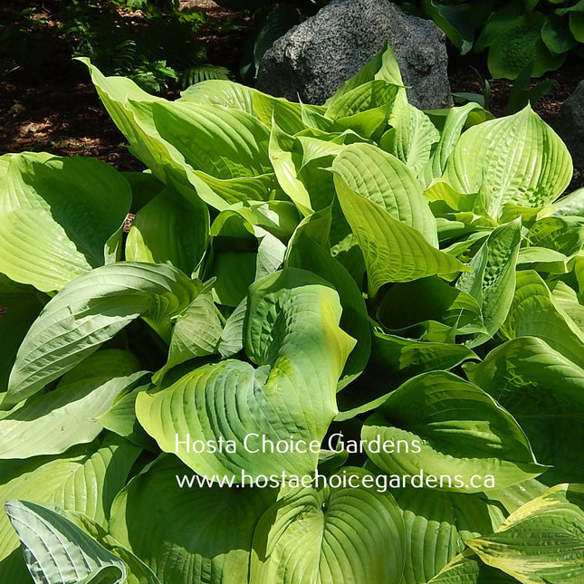 "Hosta 'Sum and Substance' on display at Hosta Choice Gardens and highlighting it's hugh light-green leaves."