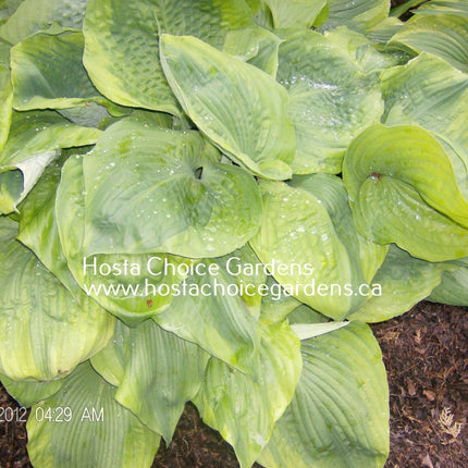 "Hosta 'Sum of All' displaying it's early season colouring of light green leaves and a chartreuse margin."