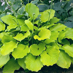 "Hosta 'Sunfish' in a garden setting displaying a beautiful rounded gold leaf."