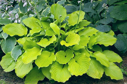 "Hosta 'Sunfish' in a garden setting displaying a beautiful rounded gold leaf."