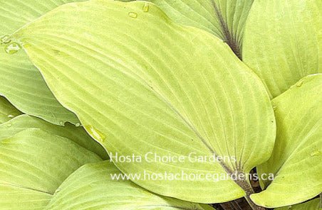 "Close-up picture of a leaf of Hosta 'Sunny Day' displaying the bright yellow leaf colour."