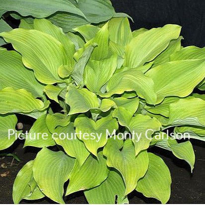 "Hosta 'Sunnyside Up' in a garden setting and displaying the full scope of it's vibrant chartreuse to golden leaves."