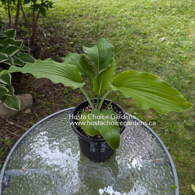 Hosta 'Surfer Dude' sits in a pot on a patio table and shows off it's wavy-edged leaves even as an immature specimen.