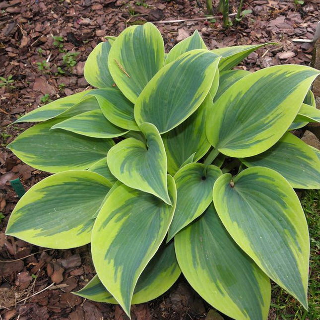 "Image of hosta 'Teatime' in a garden bed and beautifully displaying it's feathered blue-green centre and early season chartreuse margin."