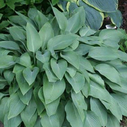"Image of hosta 'Tennessee Waltz' in a gardens setting showing a mature clump of heavily veined blue leaves."