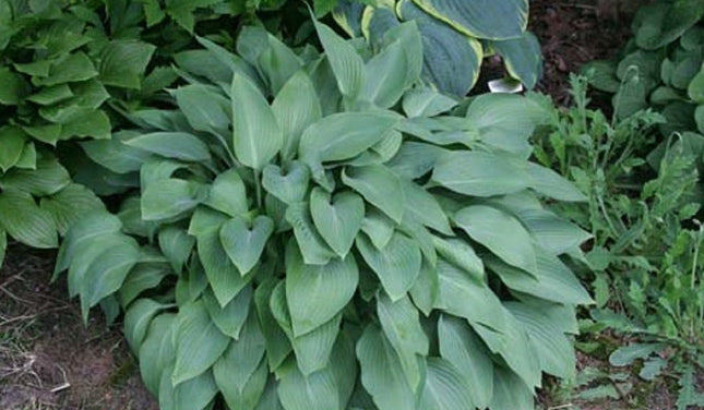 "Image of hosta 'Tennessee Waltz' in a gardens setting showing a mature clump of heavily veined blue leaves."
