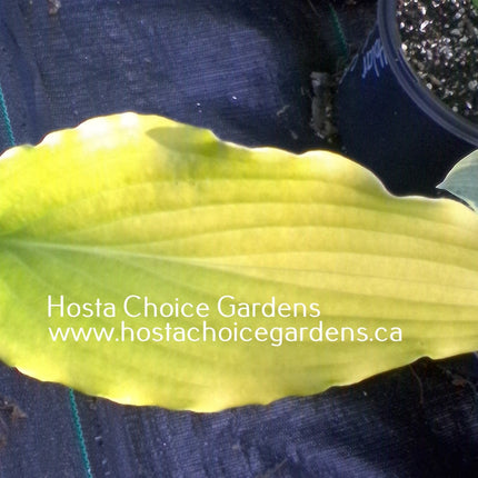 "A picture of the bright yellow leaf colour of hosta 'Tequila Sunrise.'"