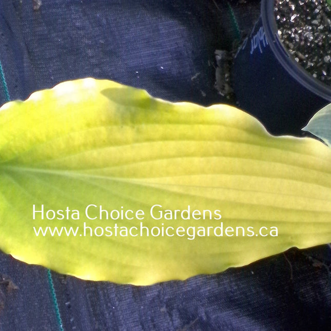 "A picture of the bright yellow leaf colour of hosta 'Tequila Sunrise.'"