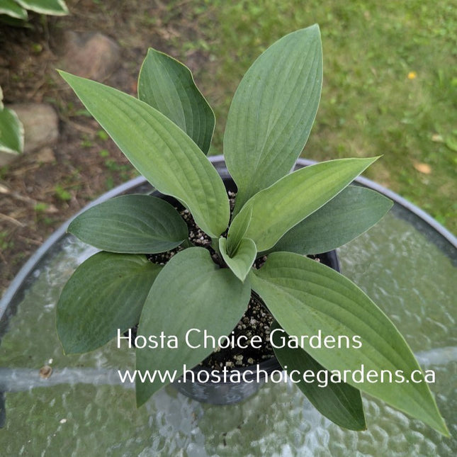 Hosta 'The British Are Coming!' sits in a pot on a patio table displaying it's blue-green leaves."
