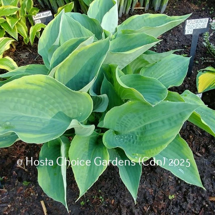"Hosta 'Three Sisters' displayed in a garden setting and showing-off beautiful grey-green leaves that stand-out with their  beautiful yellow margin."