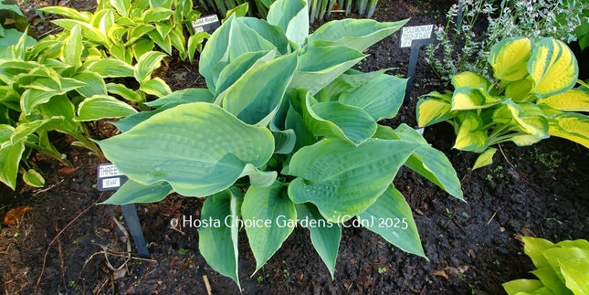 "Hosta 'Three Sisters' displayed in a garden setting and showing-off beautiful grey-green leaves that stand-out with their  beautiful yellow margin."