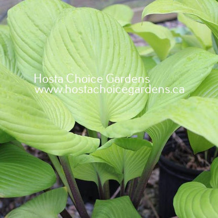 "A close-up picture of the heavily veined, bright yellow leaves of Hosta 'Tom Terrific'.