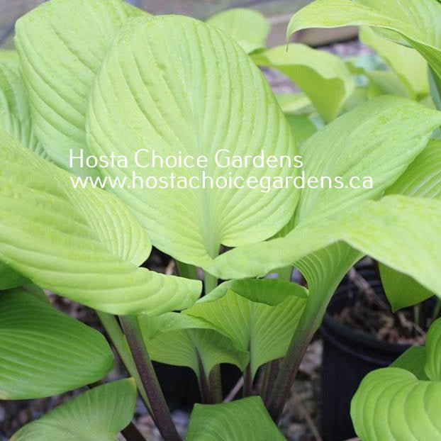 "A close-up picture of the heavily veined, bright yellow leaves of Hosta 'Tom Terrific'.