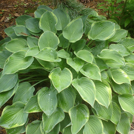 "Hosta 'Toy Soldier' on display in a garden setting and showing off it's blue-green centres and chartreuse margins that will eventually change to cream-white."