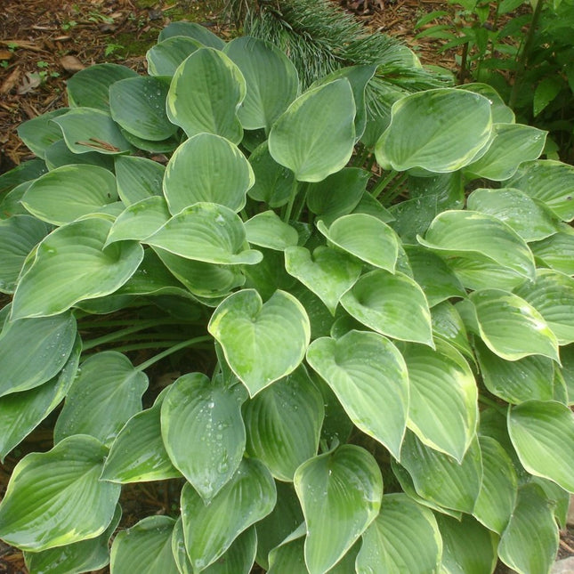 "Hosta 'Toy Soldier' on display in a garden setting and showing off it's blue-green centres and chartreuse margins that will eventually change to cream-white."