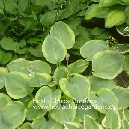 "Hosta 'Tranquility' in a garden setting displaying leaves that are blue-green in the centre and a yellow margin."