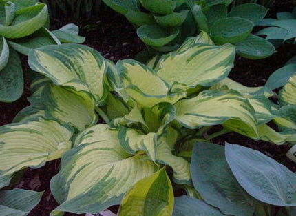 "Hosta 'Transformer' in a garden setting displaying early to late Spring colouring of beautiful creamy white."