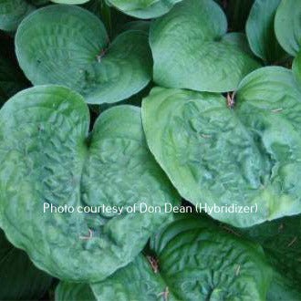 Hosta 'Turbulent Seas' displaying it's wonderful corrugated round leaves.