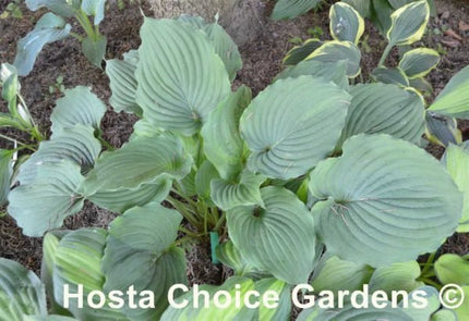 "Hosta 'Tutu' displayed in a garden setting and showing off it's grey-green leaves that are heavily rippled."