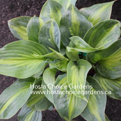 "A close-up of hosta 'Twice As Nice' with wide blue margins and a vibrant yellow leaf centre."