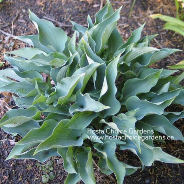 "Hosta 'Twinkle Little Star' stands out in this garden picture with it's intense blue colour and twisted and wavy leaves."