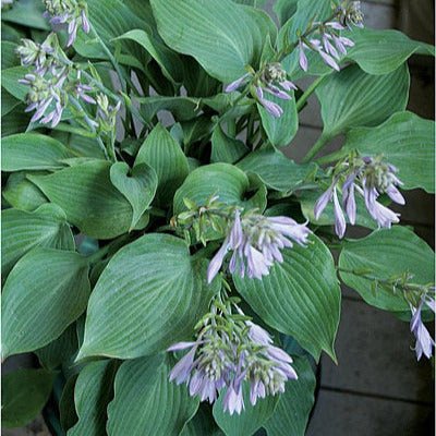 Hosta 'Twirlatini' in a garden setting and displaying it's late summer blooms just above the clump of bluish green foliage.