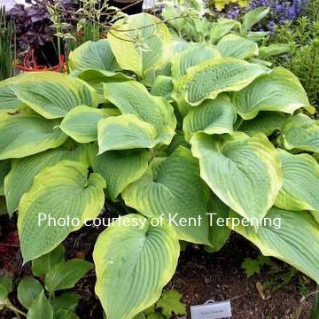 "Hosta 'Tyler's Treasure' in a garden setting displaying outstanding blue-green leaves with a vivid yellow margin."