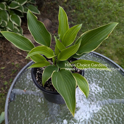 'Unexpected Pleasure' potted up and showing its immature foliage but giving us an idea what is to come as the hosta matures."