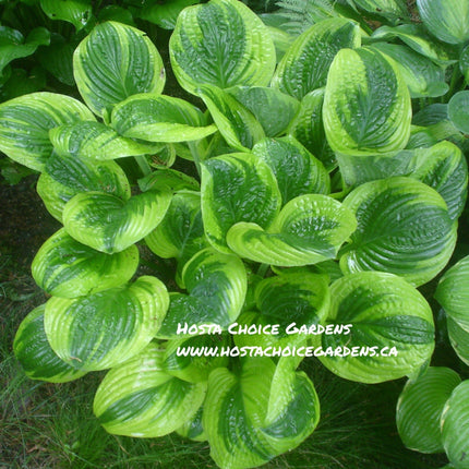 "Hosta 'Unforgettable' displayed in the garden and highlighting its gold margin and dark green centre."