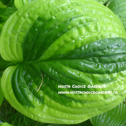 'Hosta 'Unforgettable' displaying the sharp colour contrast between the dark green centre and the gold margin."