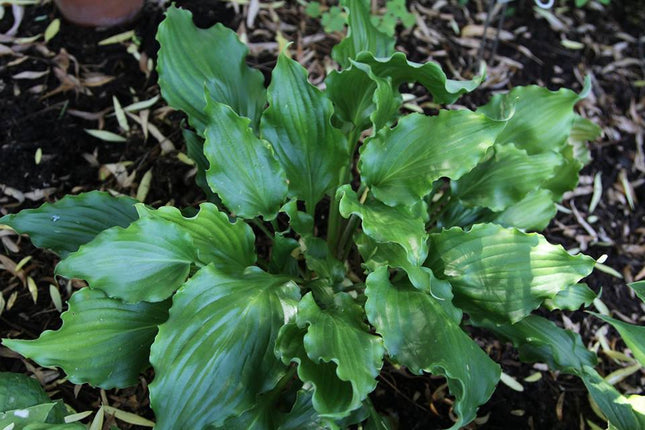 "Close up of hosta 'Unruly Child' highlighting its glossy dark green leaves that are serrated, twisted and ruffled."