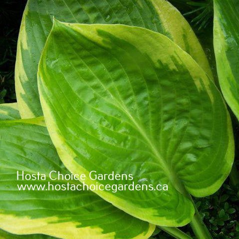 An up close and personal view of Hosta 'Uprising' that emphasis its corrugated dark green centre and vibrant golden-yellow margin.