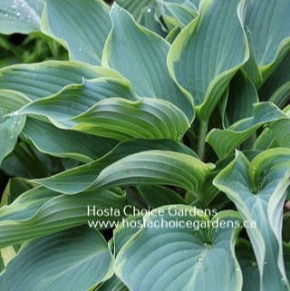 "A close-up of Hosta 'Valley's Paparazzi'  leaves, showcasing their blue centres and transitioning yellow to white margin."