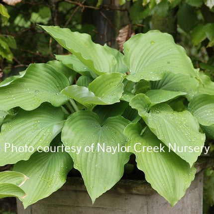 "Hosta 'Valley's Cathedral' displayed in a garden setting and drawing your attention to its massive light green leaves and piecrust edge."