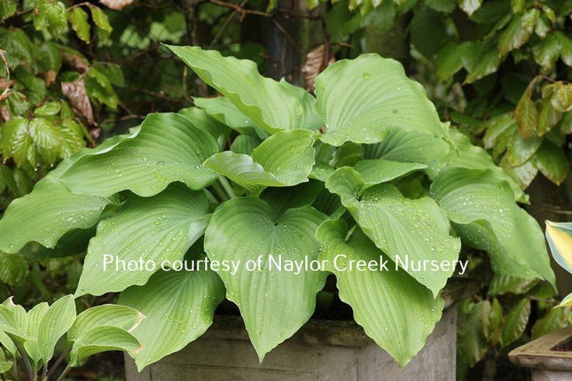 "Hosta 'Valley's Cathedral' displayed in a garden setting and drawing your attention to its massive light green leaves and piecrust edge."