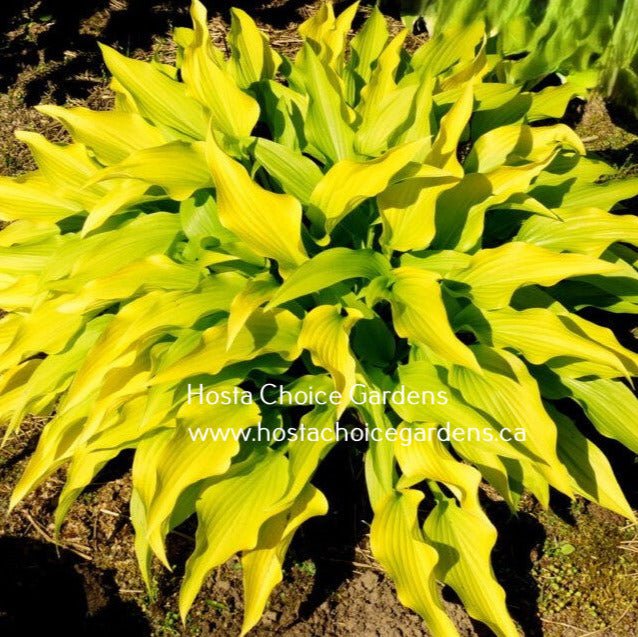 "H.'Valley's Chute-the-Chute' displayed in a gardens setting and showing off vibrant yellow leaves that are heavily rippled.