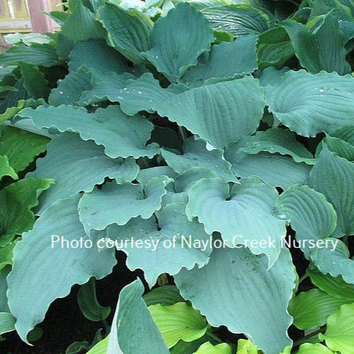 Hosta 'Valley's Love Buzz' in a garden setting proudly displaying its large, heavily rippled frosty blue leaves.