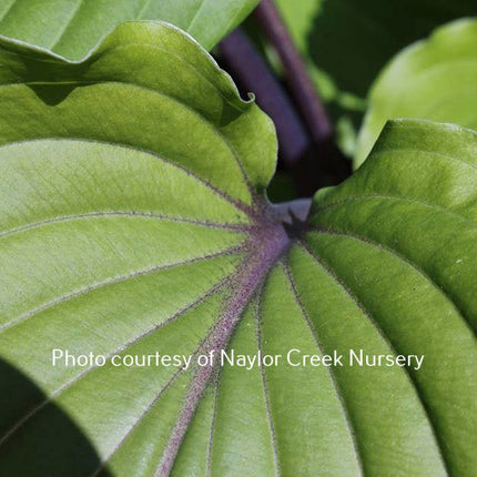 "Hosta 'Valley's Red Scorpion' showing the shiny underside of its leaves and stunning deep red midrib."