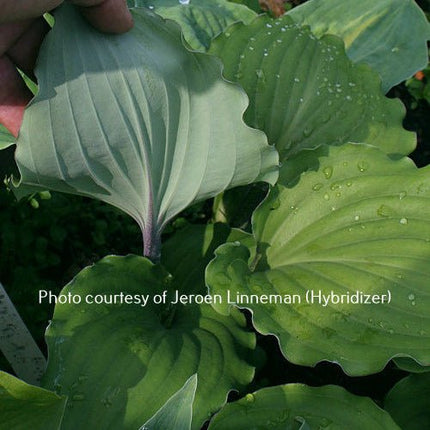 "A close-up of the white underside of the leaves on hosta 'Valley's Rodeo."