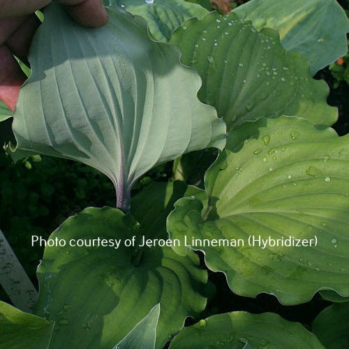 "A close-up of the white underside of the leaves on hosta 'Valley's Rodeo."