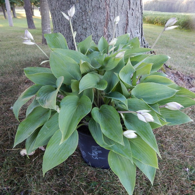 "Image of 'Valley's Vanilla Sticks' in a pot displaying it's frosty blue-green leaves and newly emerged flower scapes."