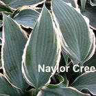 A picture of the leaves of 