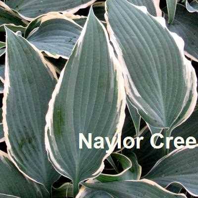A picture of the leaves of "Hosta 'Venetian Skies' showing their ruffled edge and narrow shape."